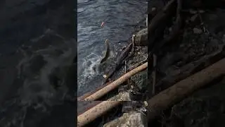 Рыбалка. Судак на воблер. #рыбалка #fishing #shorts