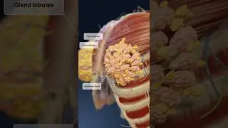 Female breast anatomy 3D visualization: breast fat, сooper's ligaments, and mammary glands