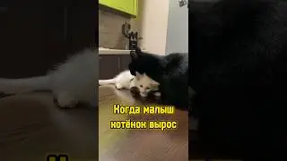 Когда малыш котёнок вырос 🥺❤️ #питомцы #cat #котики #котенок #кот