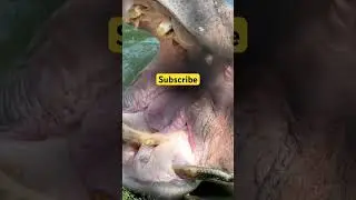 #zoo #hippo #animals #hippocampus #baby #bear #mindfulness #pigeon #funnyanimal