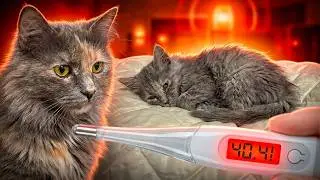 24 hours of treating a hungry cat. What happened? / SANI vlog