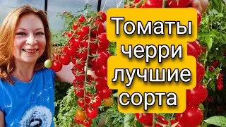 ЛУЧШИЕ СОРТА ТОМАТОВ ЧЕРРИ 🍅 | Светлана Самойлова