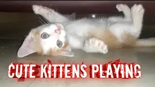 Cute Cat Playing| Cute Kitten Playing | Funny Cats | Cute Cats | Cute Kittens | #cutecats | #shorts