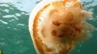 Медузы В Тайланде THAI-DIVE.RU