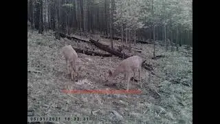 АТАКА ЛИСЫ НА СИБИРСКУЮ КОСУЛЮ СОЛОНЦЫ ТИХАЯ ОХОТА