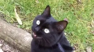 Bi miagola agli uccellini!