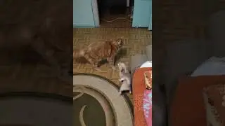 Моцарт и Вилли