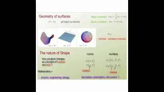 The shape of Nature and the nature of Shape: part 3 of 7
