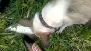 Даньшино