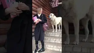 АЛАБАЙ НАПУГАЛ МИСС БЕЛАРУСИ