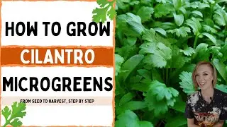 How to Grow Cilantro Microgreens - Full Walkthrough - On The Grow