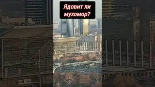 Ядовит ли мухомор? 
