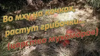 Во мху на кочках, растут грибочки... (царство мухоморов)