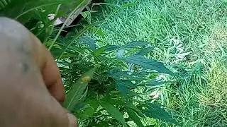 Predator Bugs - Future Plant Soldiers