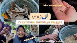 praktikum budidaya maggot bsf ╰┈➤ campus vlog✧.*