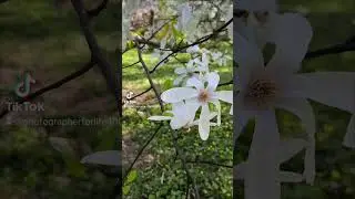 Лубни мої квітують!