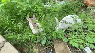 Amazing Rabbit 🐇 Eating