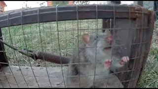 Homemade rat traps. How to get rid of rats.
