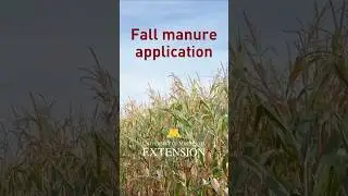 Fall manure application