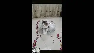 Cute Cat Videos 2020