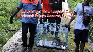 Releasing a Male Leopard Cat (Prionailurus bengalensis) in Sibolangit Nature Reserve