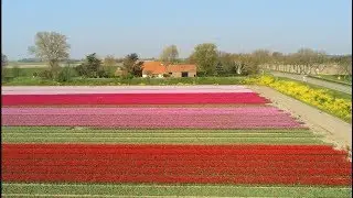 Tulpen op Goeree Overflakkee Holland - Parrot Anafi aerial video 4K