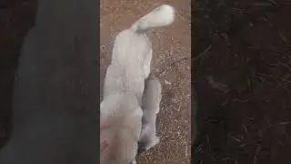 Mr. EJDER - KANGAL