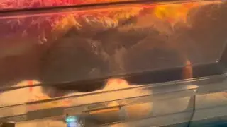 Kitten Holding Station