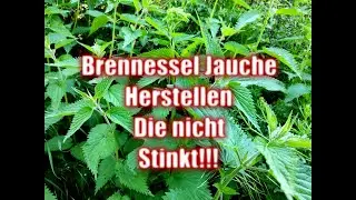 Brennesseljauche Herstellen die nicht Stinkt