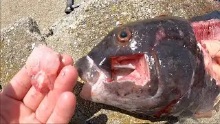 Tautog Catch & Cook (Very Easy Recipe)