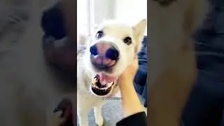 How To TEACH Your Dog To SPEAK! 🤫 (100% WORKS) #shorts #dog #dogtraining