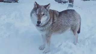 Зима, волк, снег, немного обо всём и ни о чём.