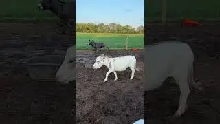 An evening with the donkeys!