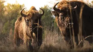 Biggest animal on land in Europe | The European Bison