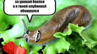 наш участок  после нападения слизней  / Миняева Юлия и Илья Импульс