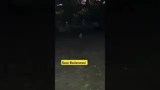 Yaşam alanımızdaki canlar mama bekliyor Kuru ve yaş mamaya ihtiyaç var #iyilikdokunușu