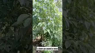 Yatago el árbol de vida 
