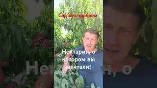 Фэнтези - американский нектарин, о котором вы мечтали!!!