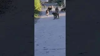 morning monkeys walk at Kala Bagh Natya Ghali site