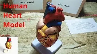 Human Heart Model Life Size 34 Labeled Parts Anatomical Teaching Models