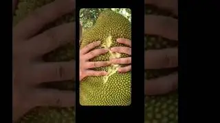 😱 Gaint Fruits #amazingfacts