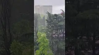 Переменчивая субтропическая погода ☔️🌴☀️#сочисегодня #сочи #sochifornia