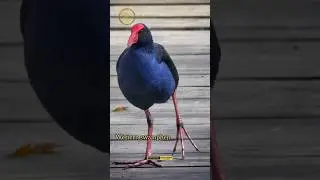 Western swamphen