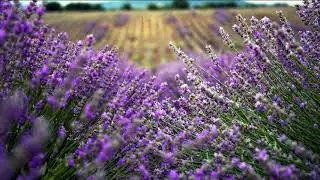 🎶Ne li dumah🧘Meditation music☀️Peter Deunov🇧🇬Не ли думах