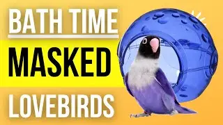 Masked Lovebirds Take A Shower | Agapornis Personatus