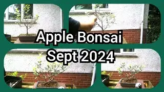 Apple Bonsai Sept 2024