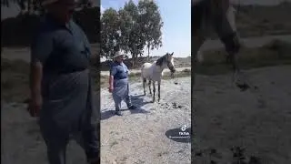 At v Eşsek ciftleşmesi  Ramazan hadi ramazan