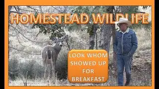 HOMESTEAD WILDLIFE - LOOK WHOM SHOWED UP FOR BREAKFAST