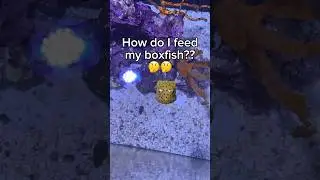 How do I feed my fish with anxiety??