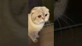 Лелик Леликович (3 годика)